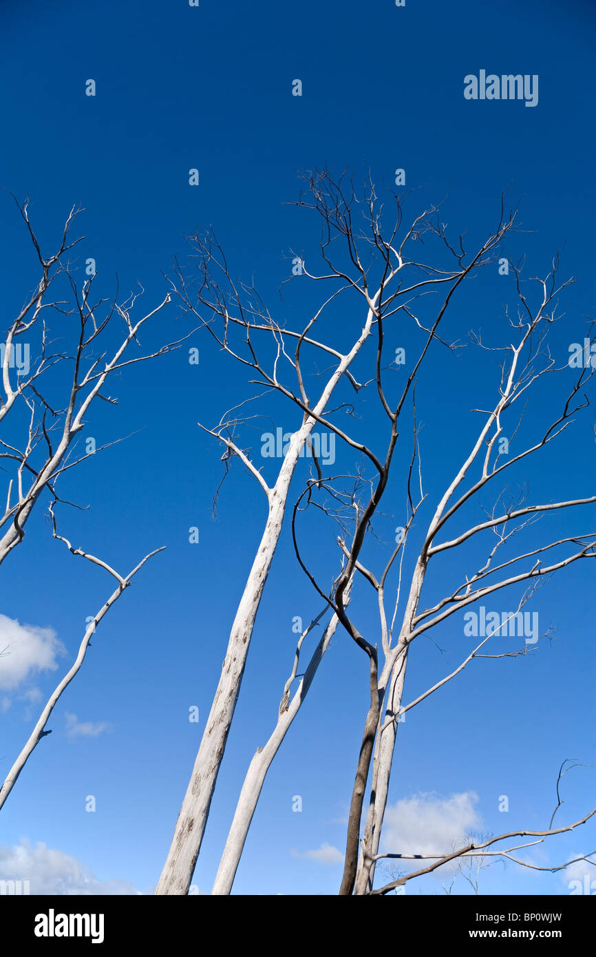 Dead trees, Madeira Stock Photo Alamy