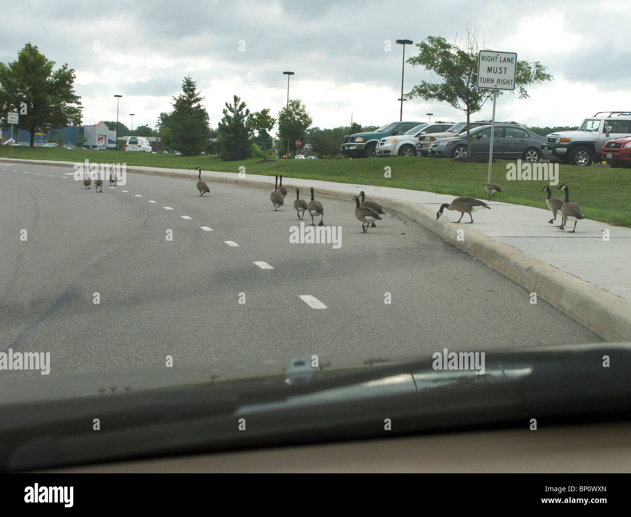 Resident Canada Geese crossing highway. Stock Photo