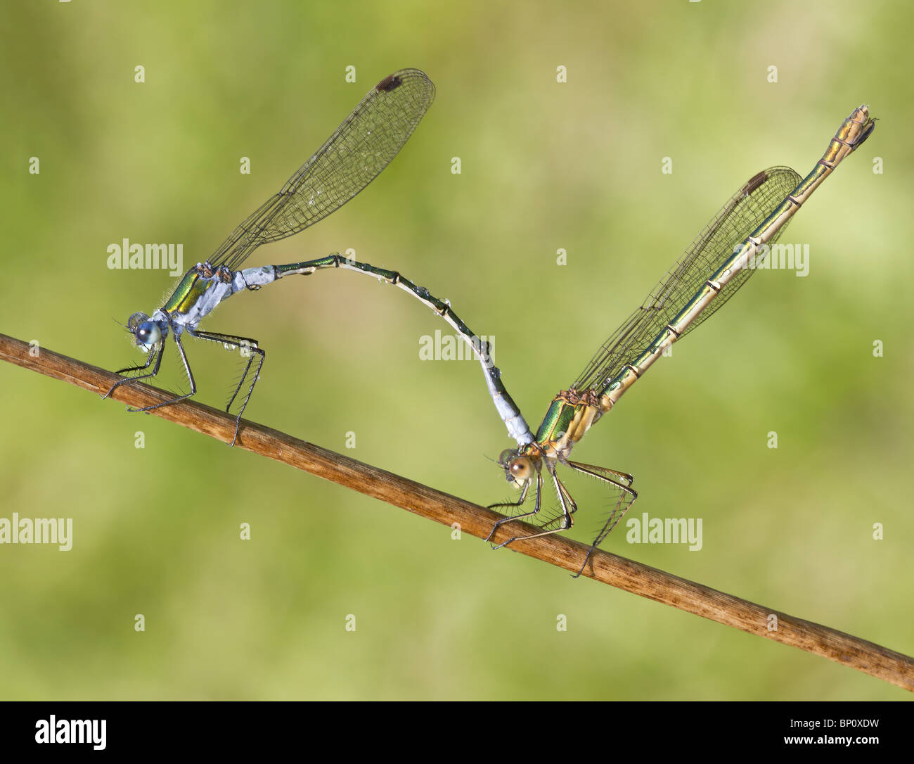 Two Mating Insects Mating insects hi-res stock photography and images - Alamy
