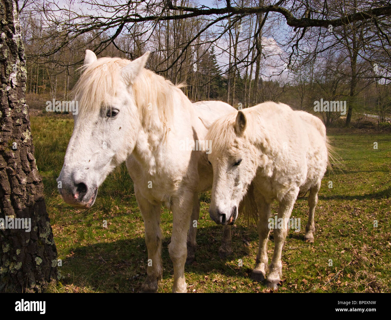 2 white horses Stock Photo