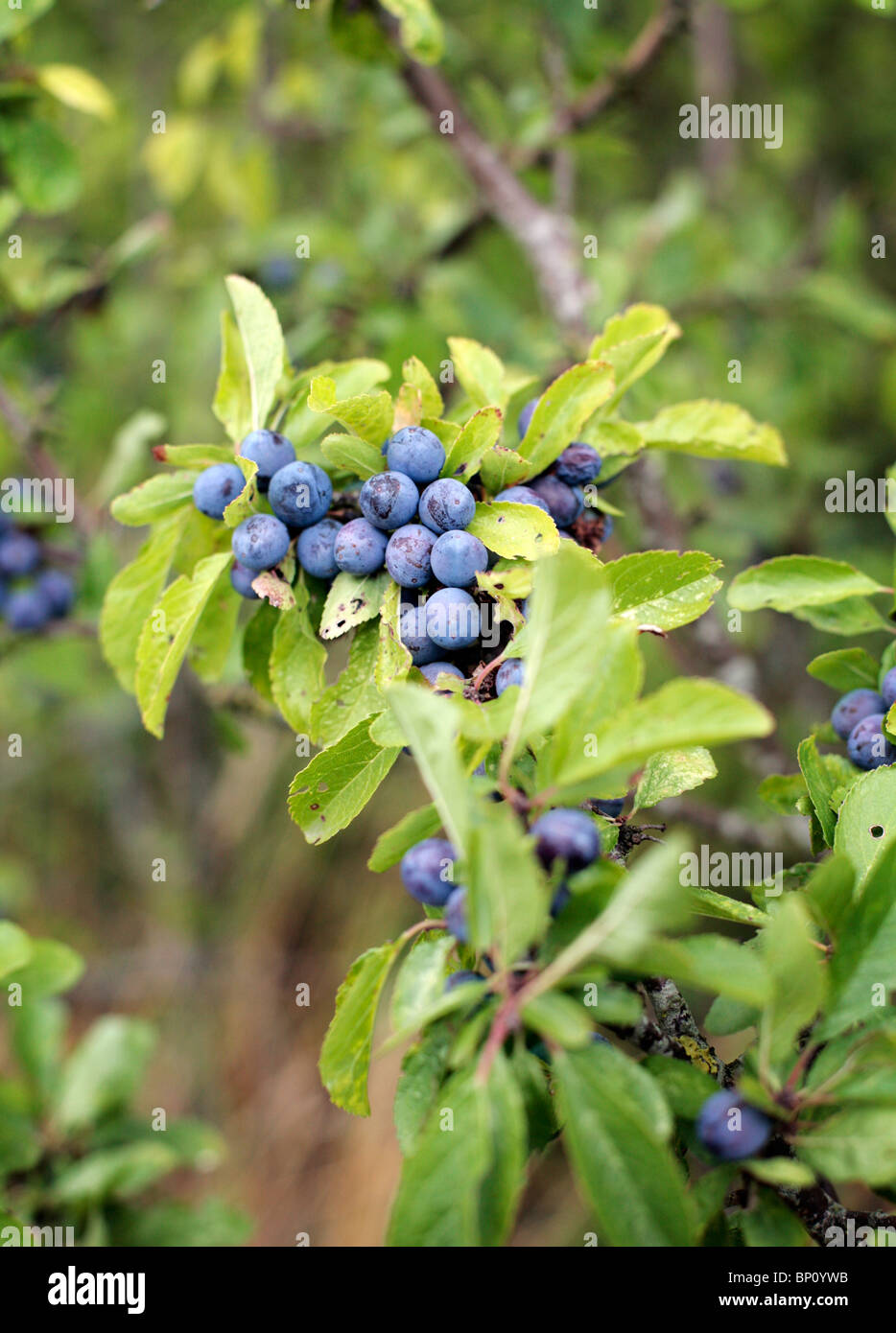 Sloe berry berries gin hires stock photography and images Alamy