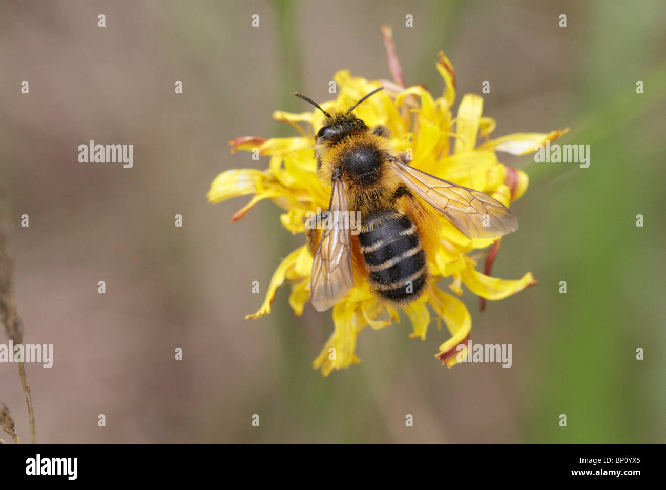 Dasypoda hirtipes, feeding on a flower. This is a Hairy Legged Mining Bee, specialized on Asteraceae Stock Photo