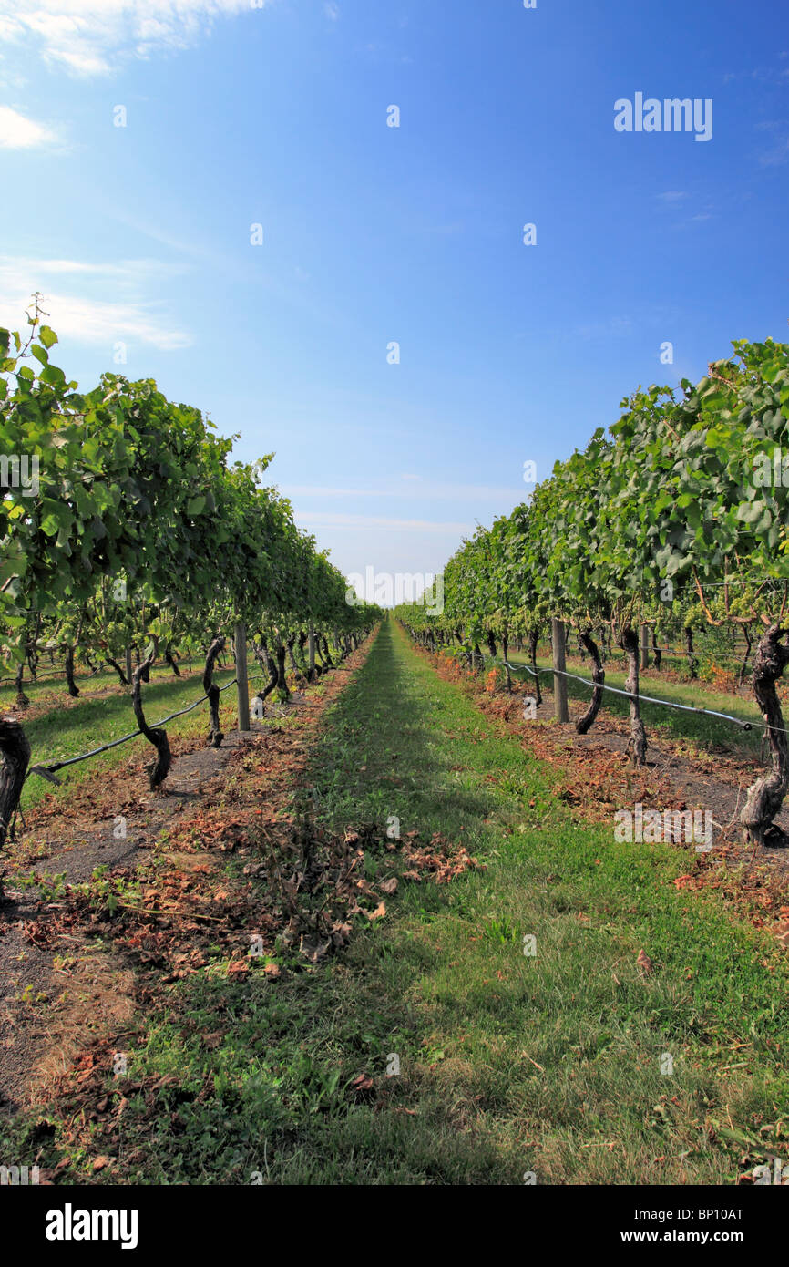 Pindar winery and vineyard, Cutchogue, north fork of eastern Long Island NY Stock Photo