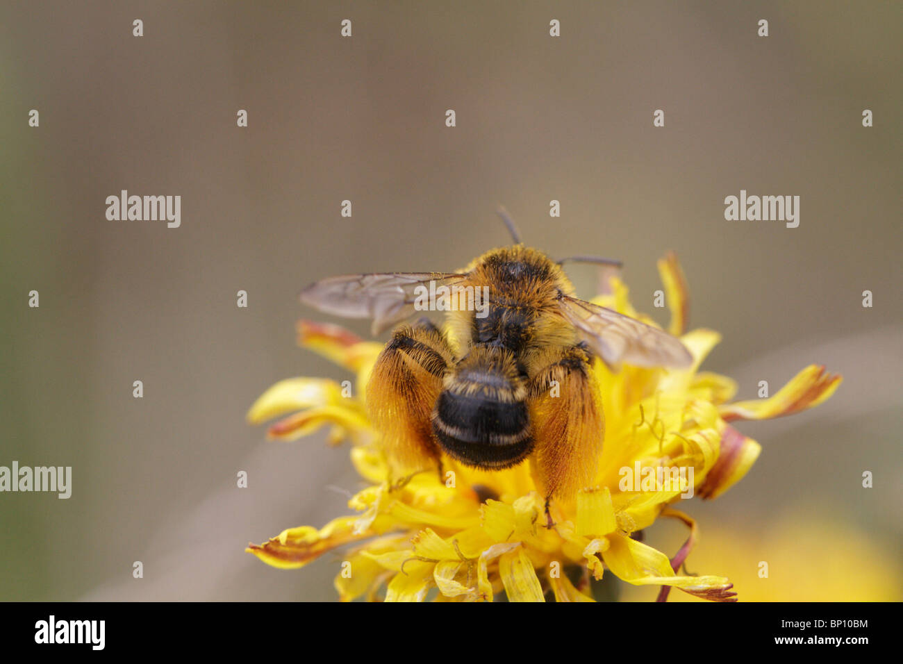 Dasypoda hirtipes, feeding on a flower. This is a Hairy Legged Mining Bee, specialized on Asteraceae Stock Photo