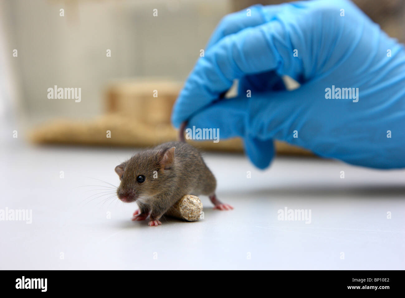 Biotechnology laboratory mouse for animal experiment dna cancer