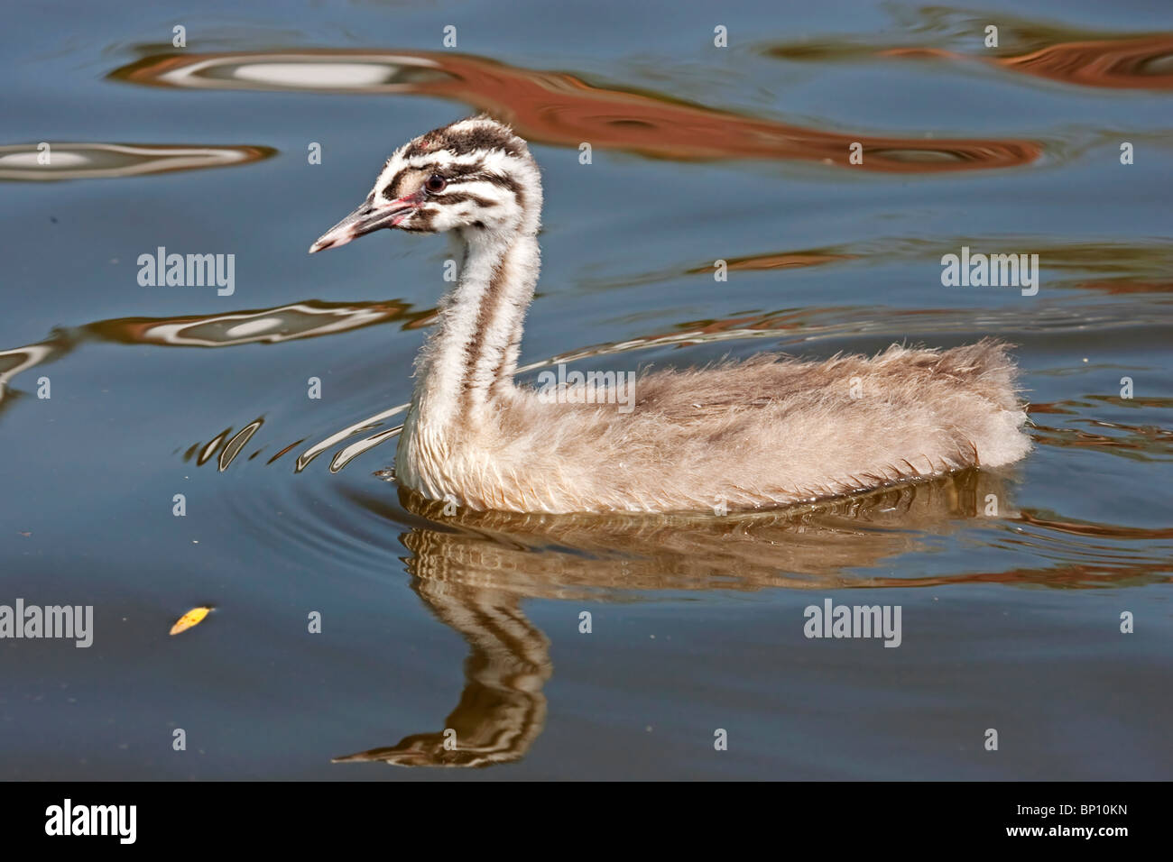 great crested grebe (Podiceps cristatus) single chick swimming on water with reflection, Norfolk, England, UK, Europe Stock Photo