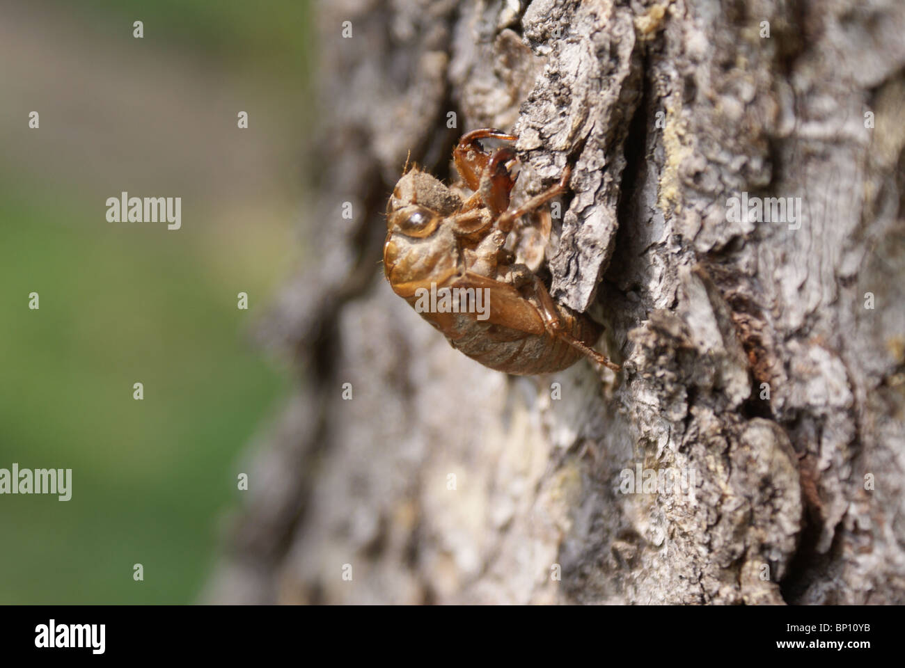 A cicada shell abandoned on the side of a pine tree in the eastern US. Stock Photo