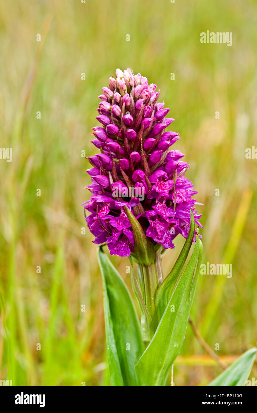 Northern Marsh Orchid Harris Outer Hebrides, Western Isles, Highlands and Islands. Scotland.  SCO 6241 Stock Photo