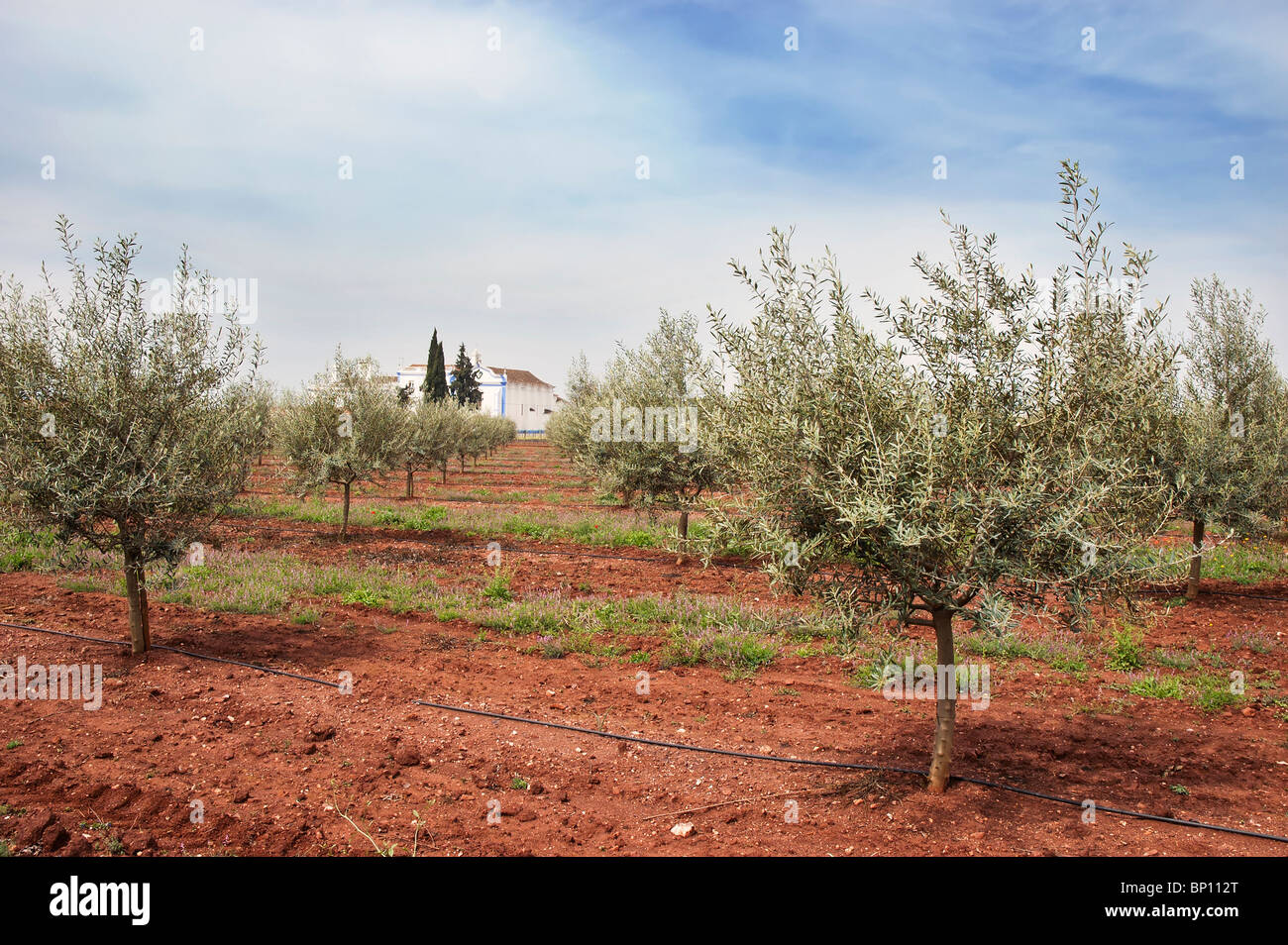 Olive grove with drip irrigation system, Alentejo, Portugal Stock Photo