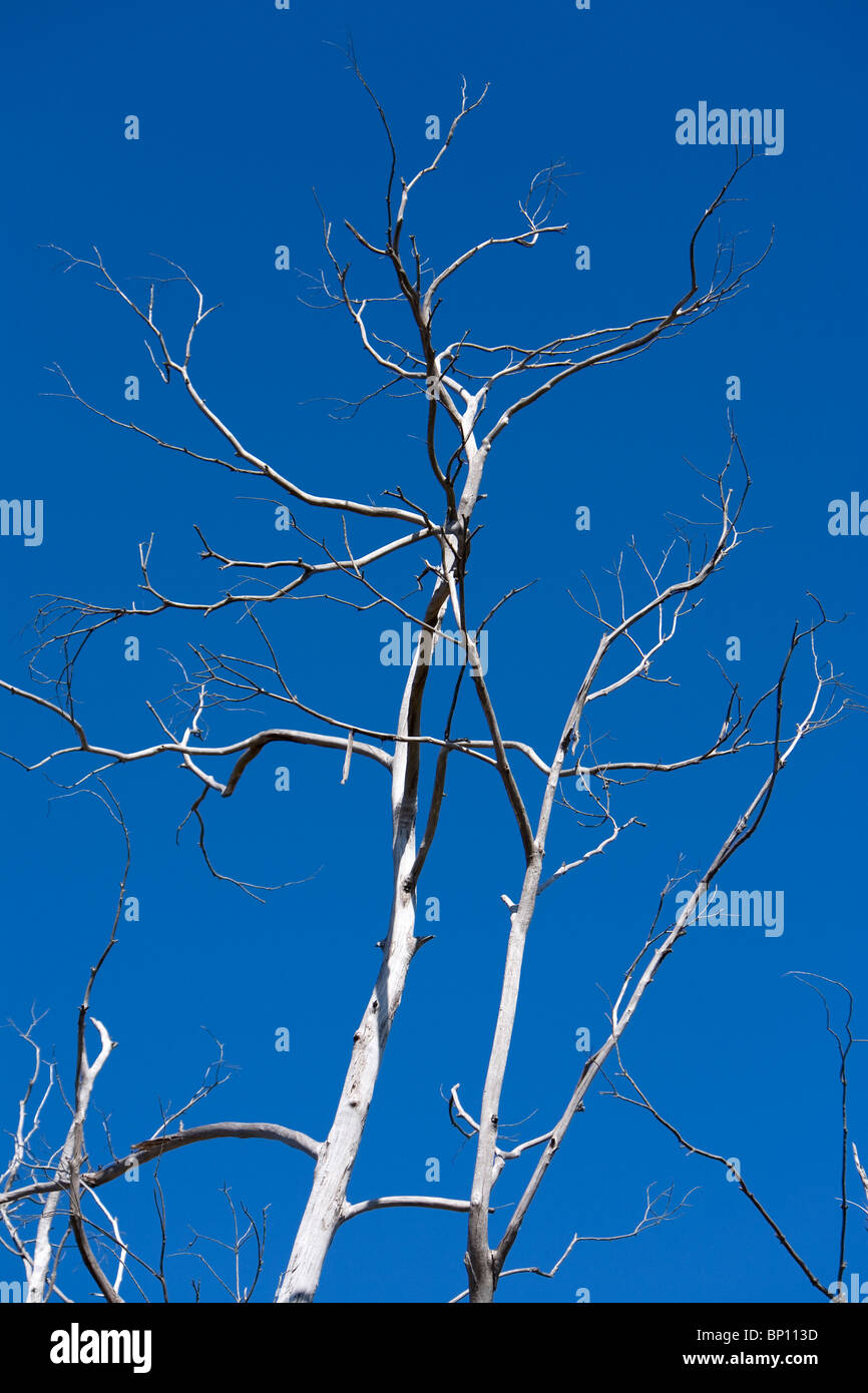 Dead trees, Madeira Stock Photo Alamy