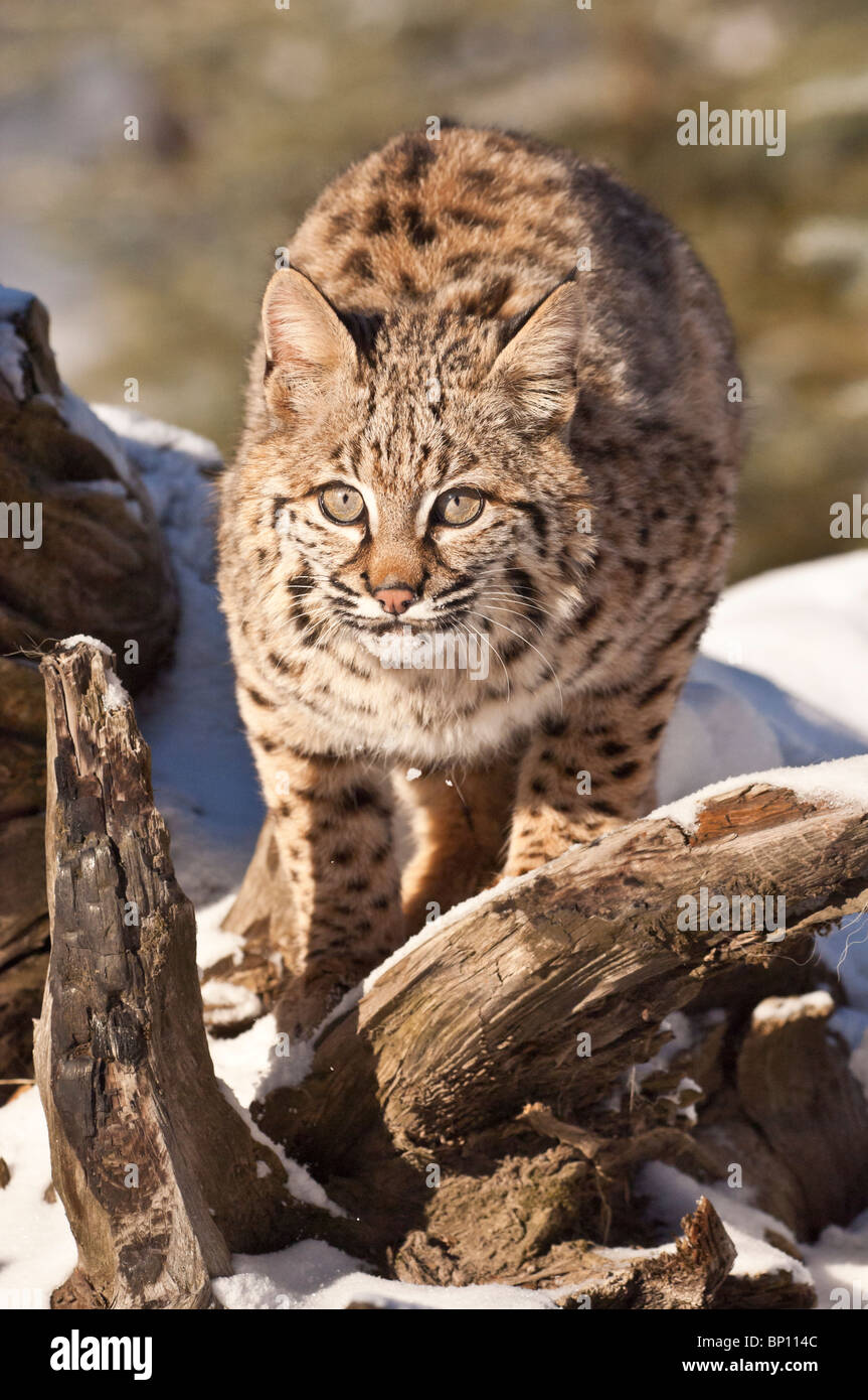 Bobcat, Felis rufus, in the snow, Montana, USA Stock Photo