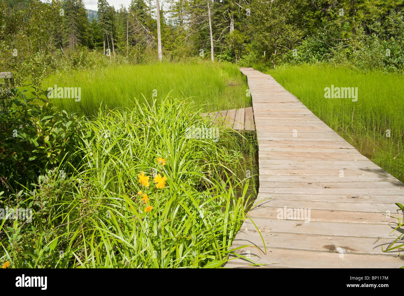 Skunk Cabbage Boardwalk Trail, Mount Revelstoke National Park, British