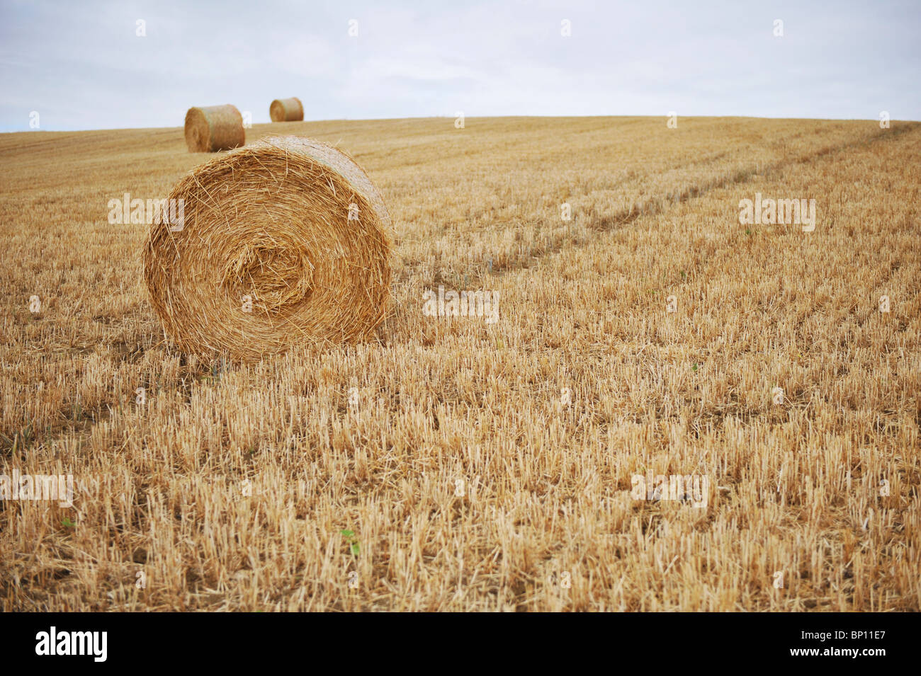 Bales of rolled hay waiting in the field to be collected for storage Stock Photo