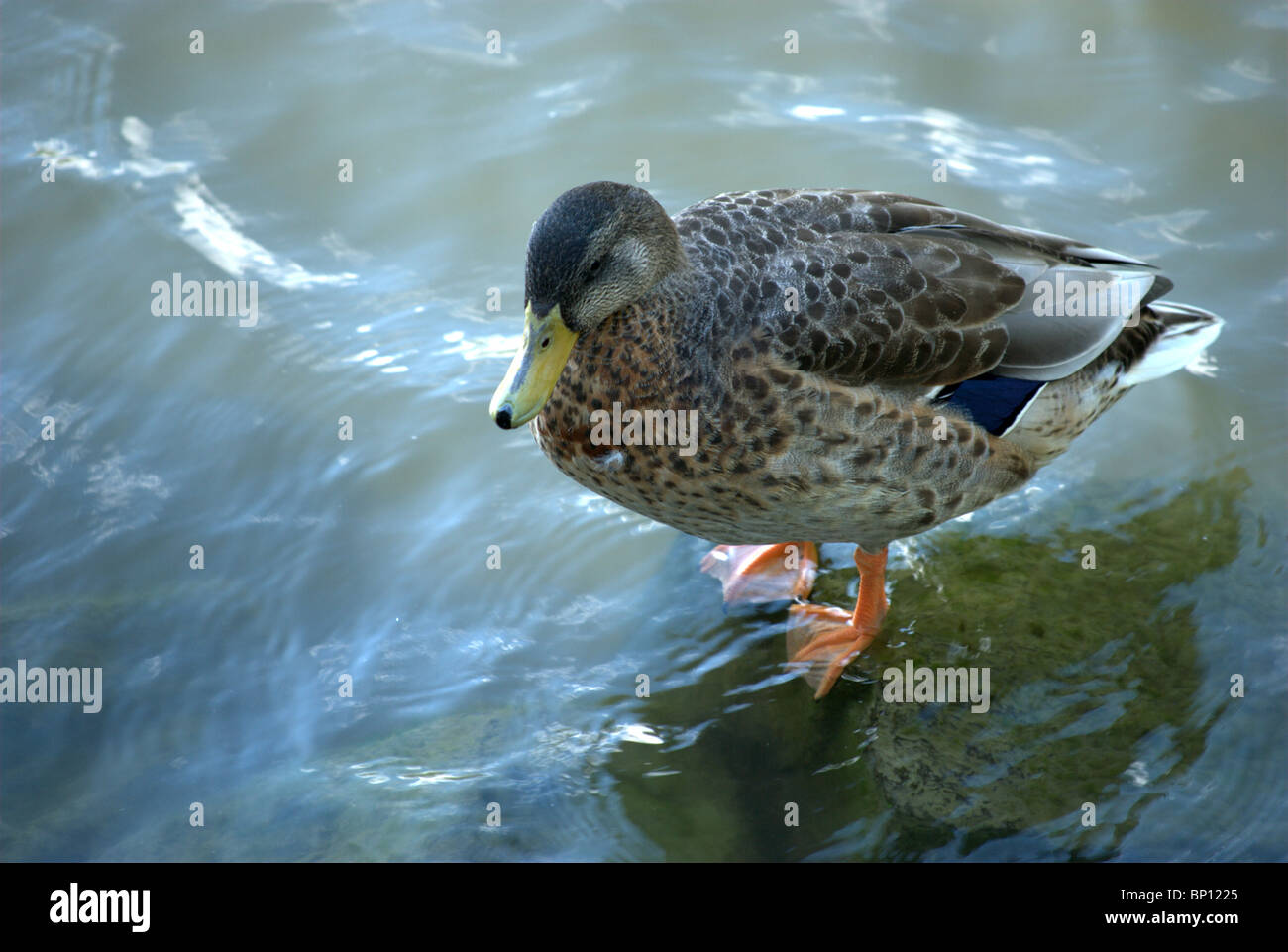 Mallard hen standing on rock Stock Photo - Alamy