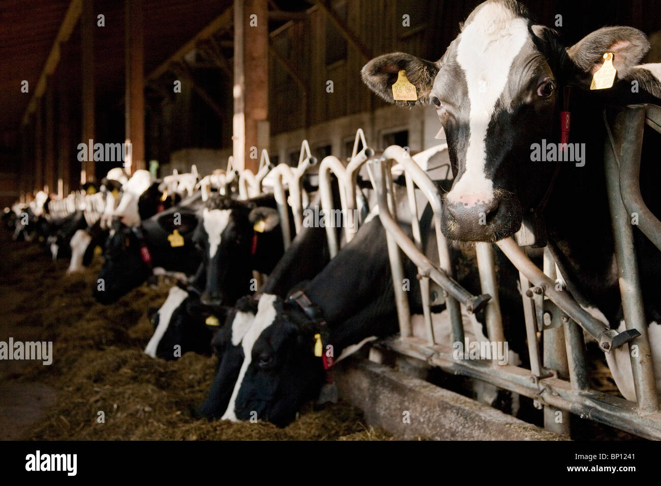 Cows in a stable Stock Photo