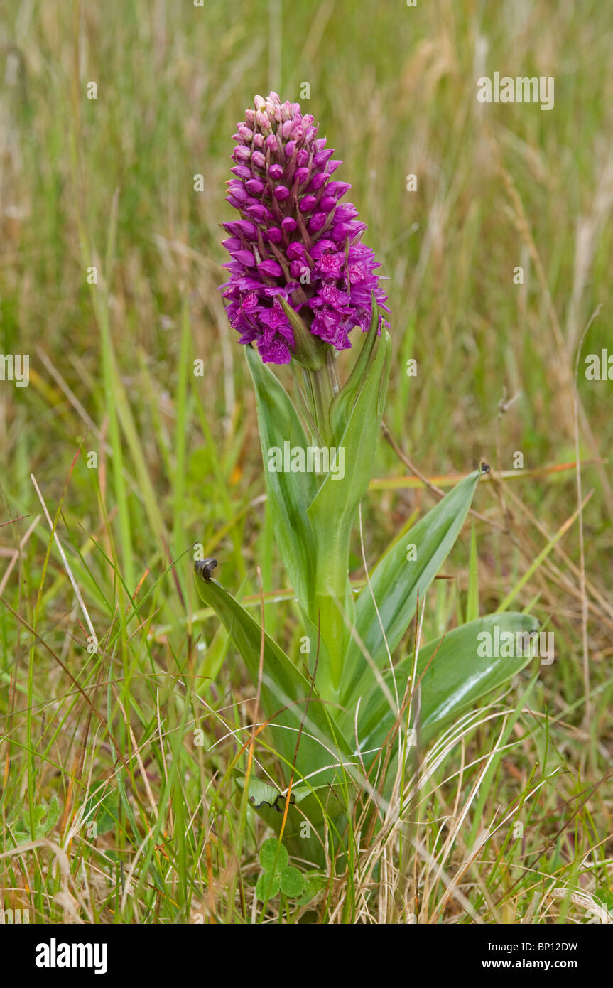 Northern Marsh Orchid Harris Outer Hebrides, Western Isles, Highlands and Islands. Scotland.  SCO 6240 Stock Photo