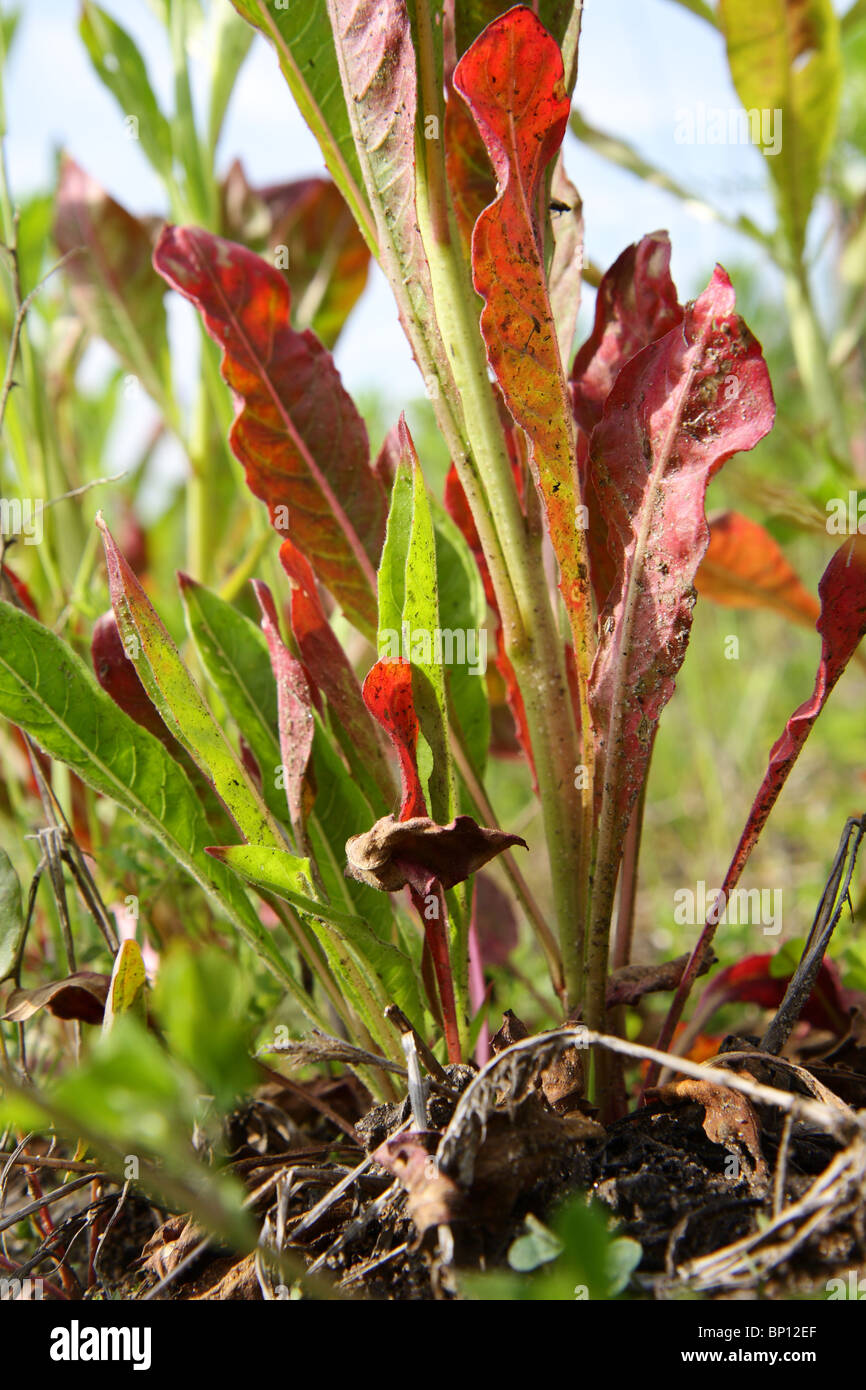 Field weed Stock Photo