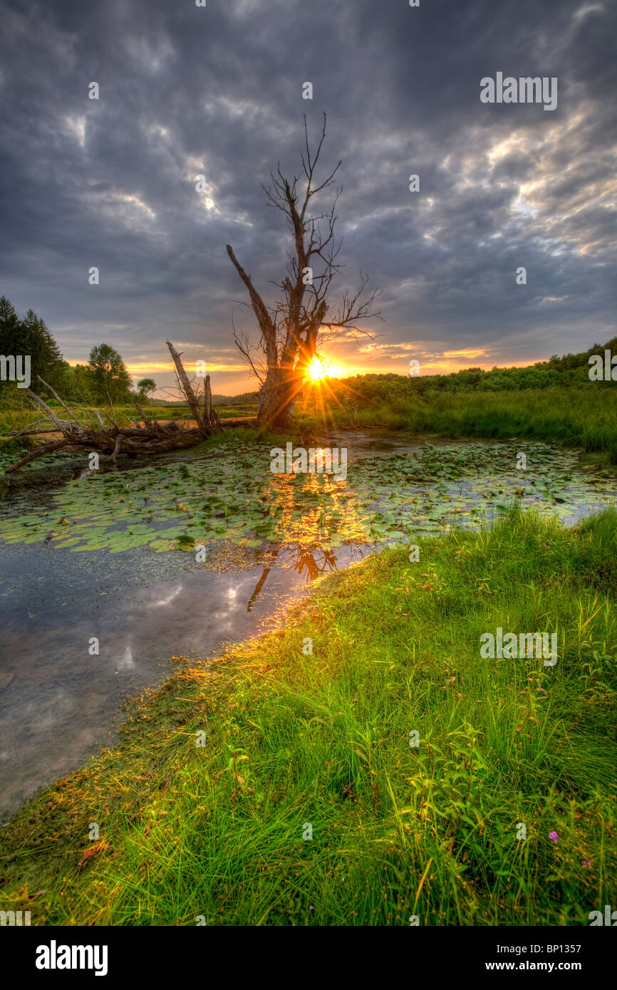 A spooky swamp in Montgomery County, central New York State. Stock Photo