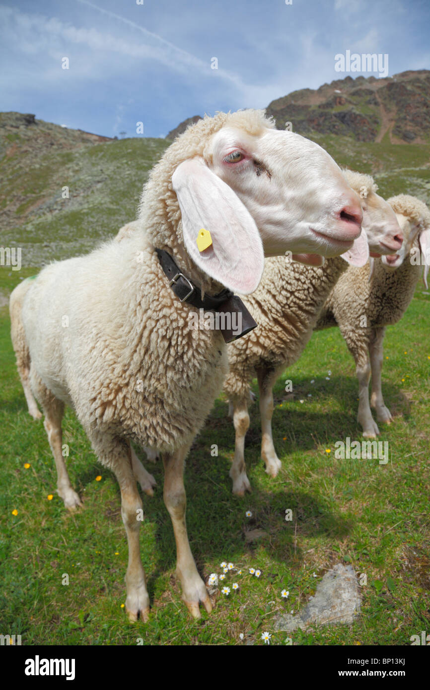 Sheep in the mountains near the Rettenbach Glacier, Tirol, Ötztal, Austria Stock Photo