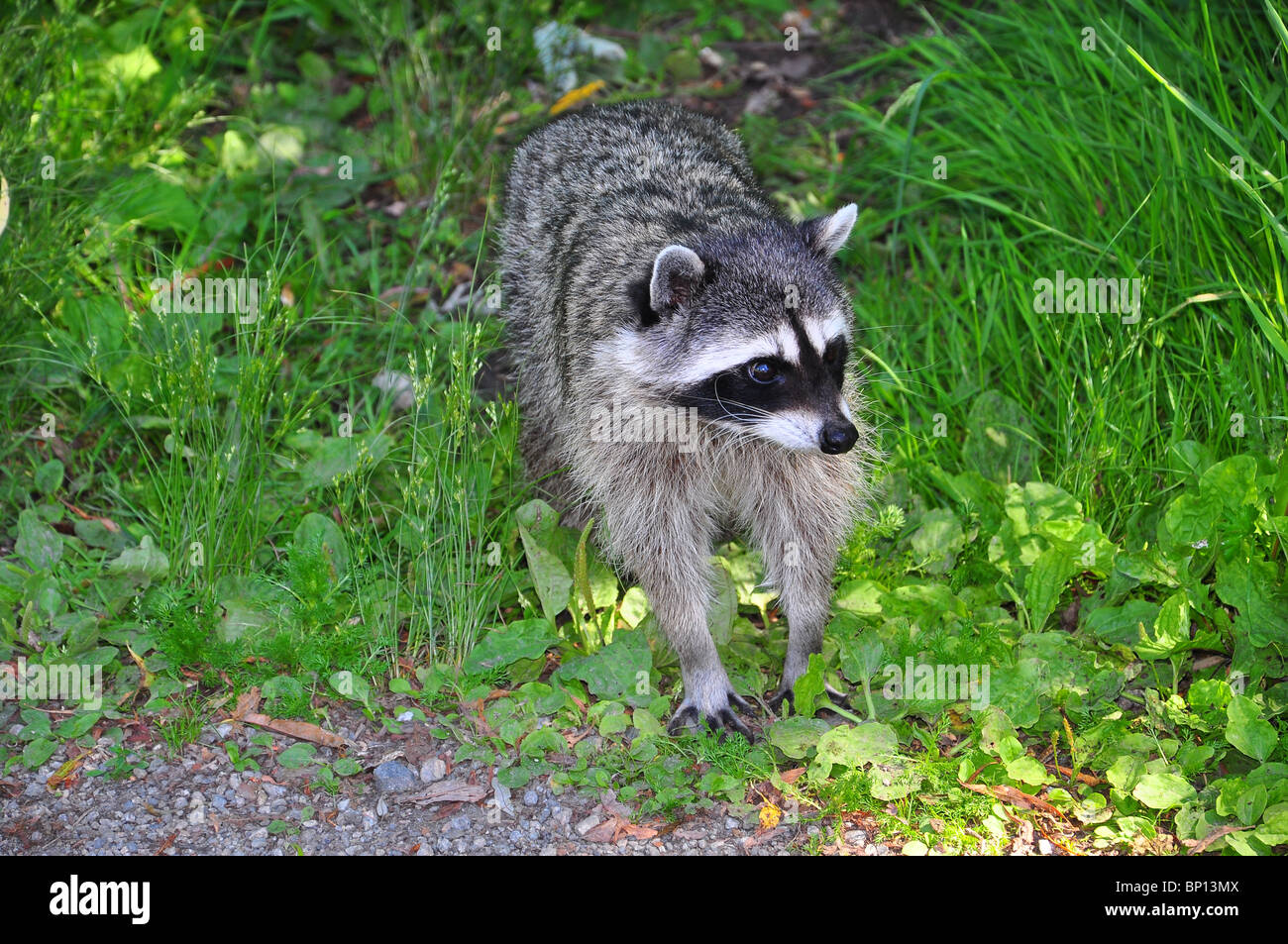 Raccoon in Lost Lagoon, Stanley Park, Vancouver, BC, Canada Stock Photo