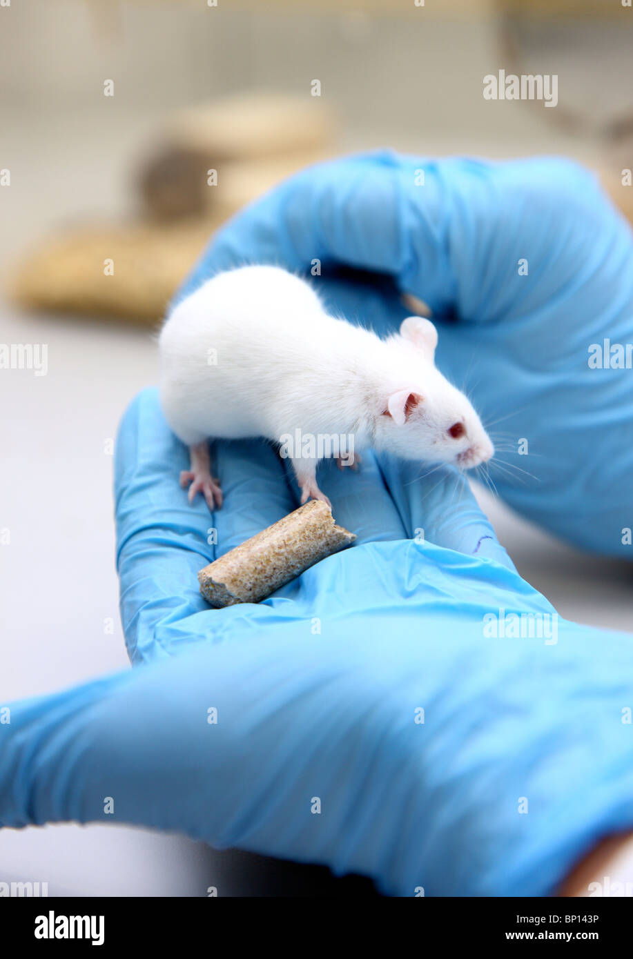 Biotechnology Laboratory. Mouse for animal experiment. DNA, cancer