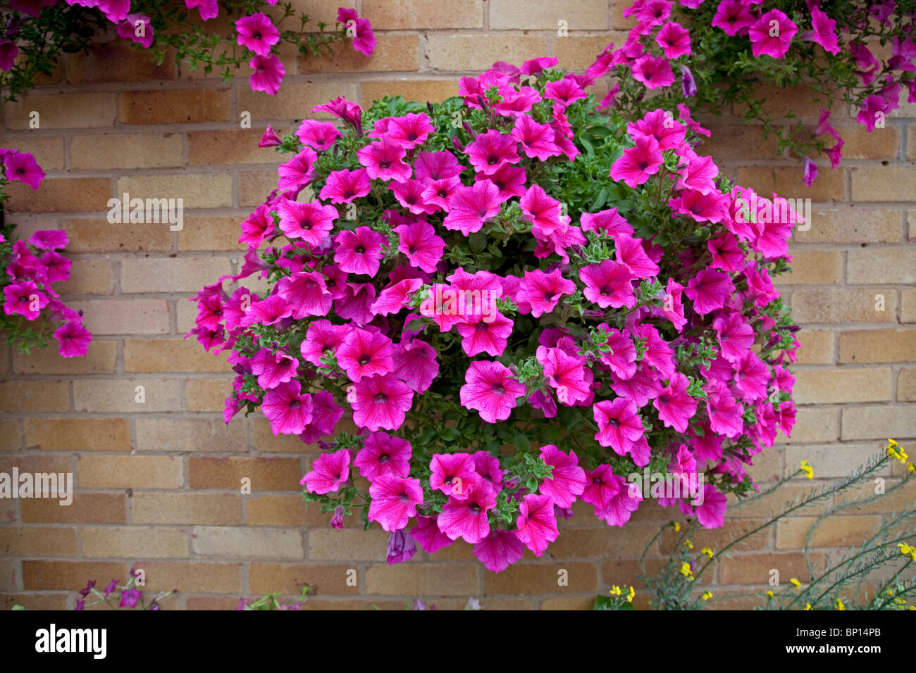 Colourful display of Petunias in garden of small bungalow Cheltenham UK Stock Photo