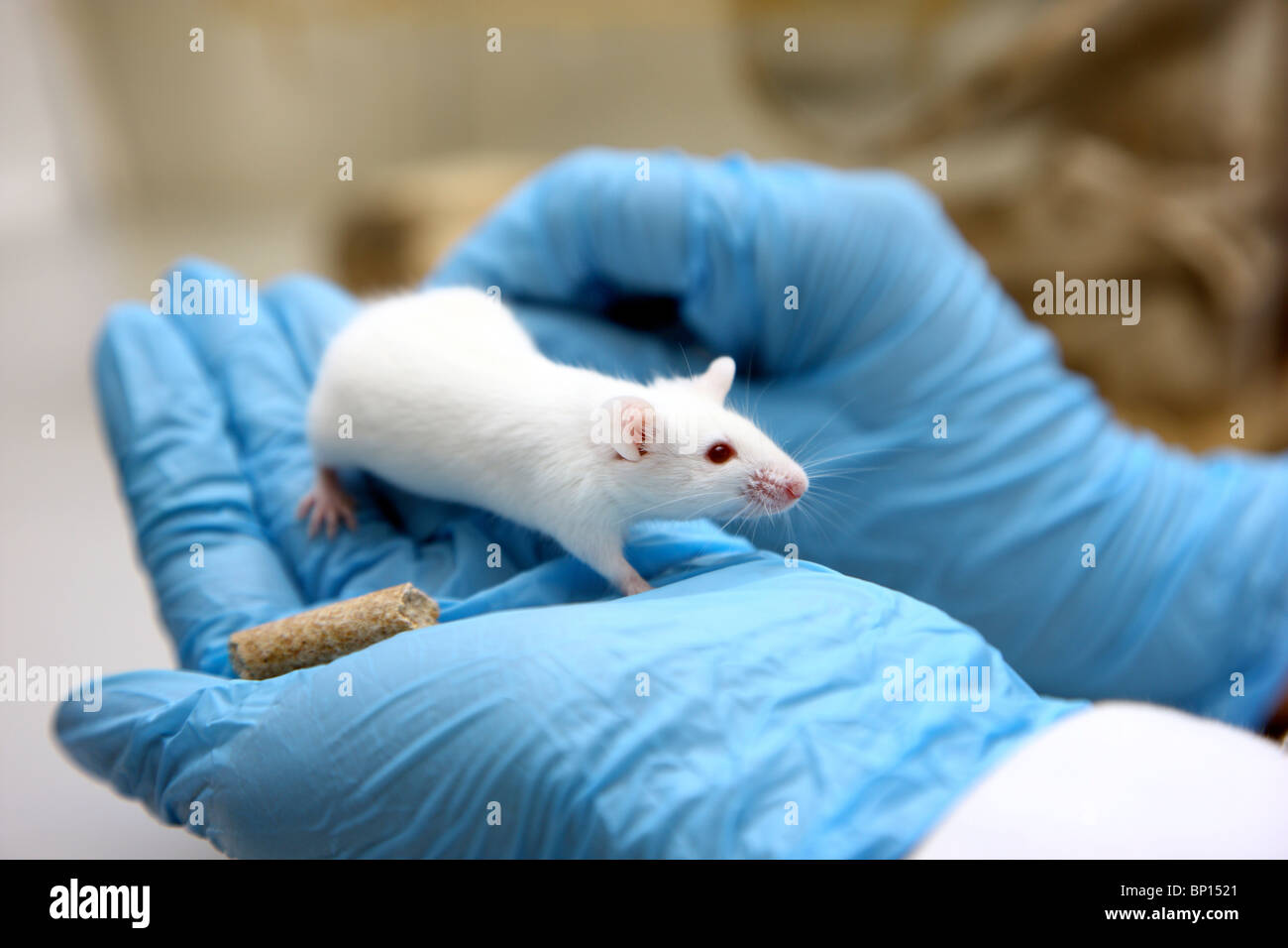 Biotechnology Laboratory. Mouse for animal experiment. DNA, cancer research Stock Photo - Alamy Biotechnology Laboratory. Mouse for animal experiment. DNA, cancer research Stock Photo - Alamy