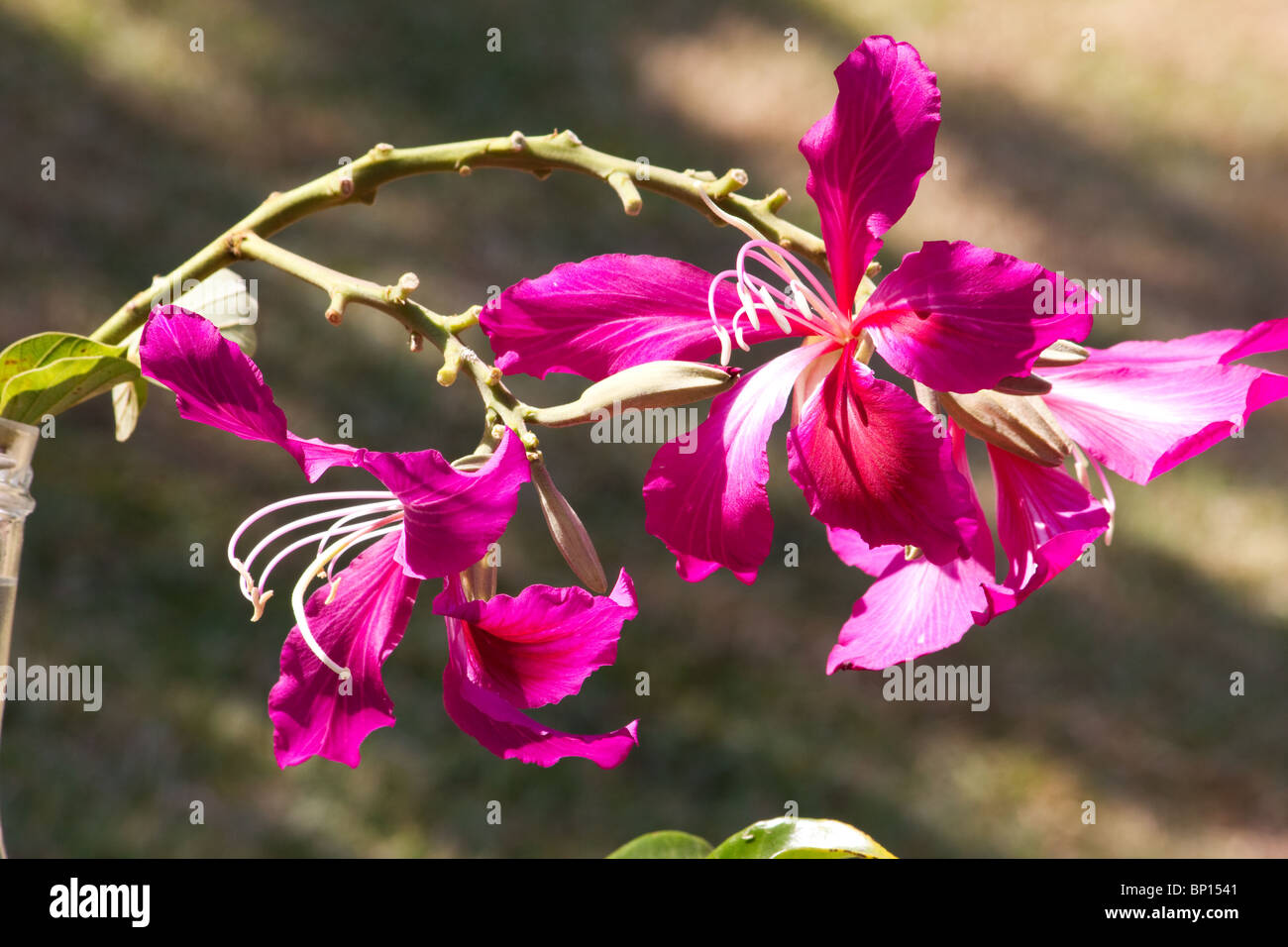 Closeup of orchid tree flower Stock Photo Alamy