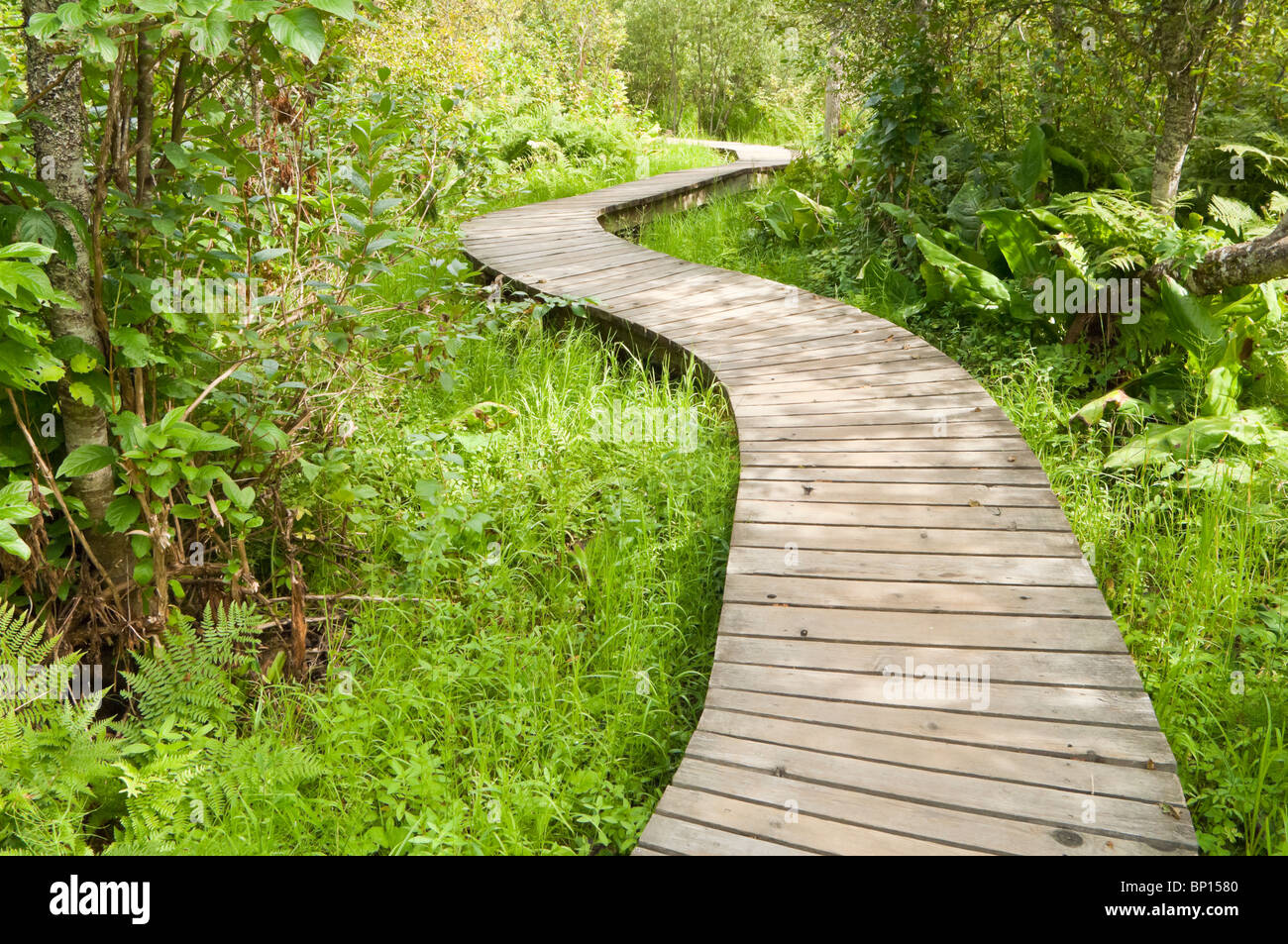 Skunk Cabbage Boardwalk Trail, Mount Revelstoke National Park, British