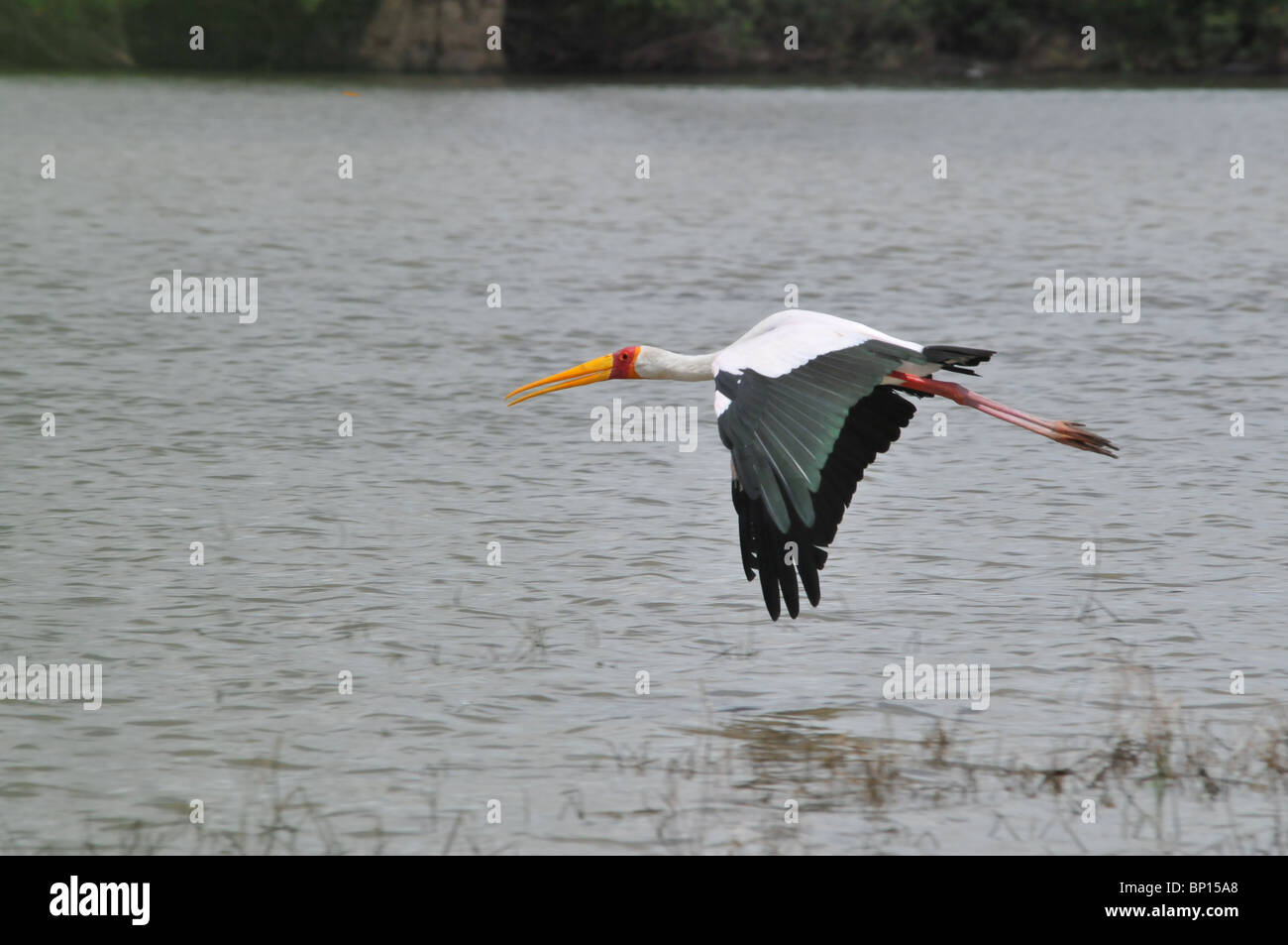 Yellow Billed Stork flying over water, Selous Stock Photo