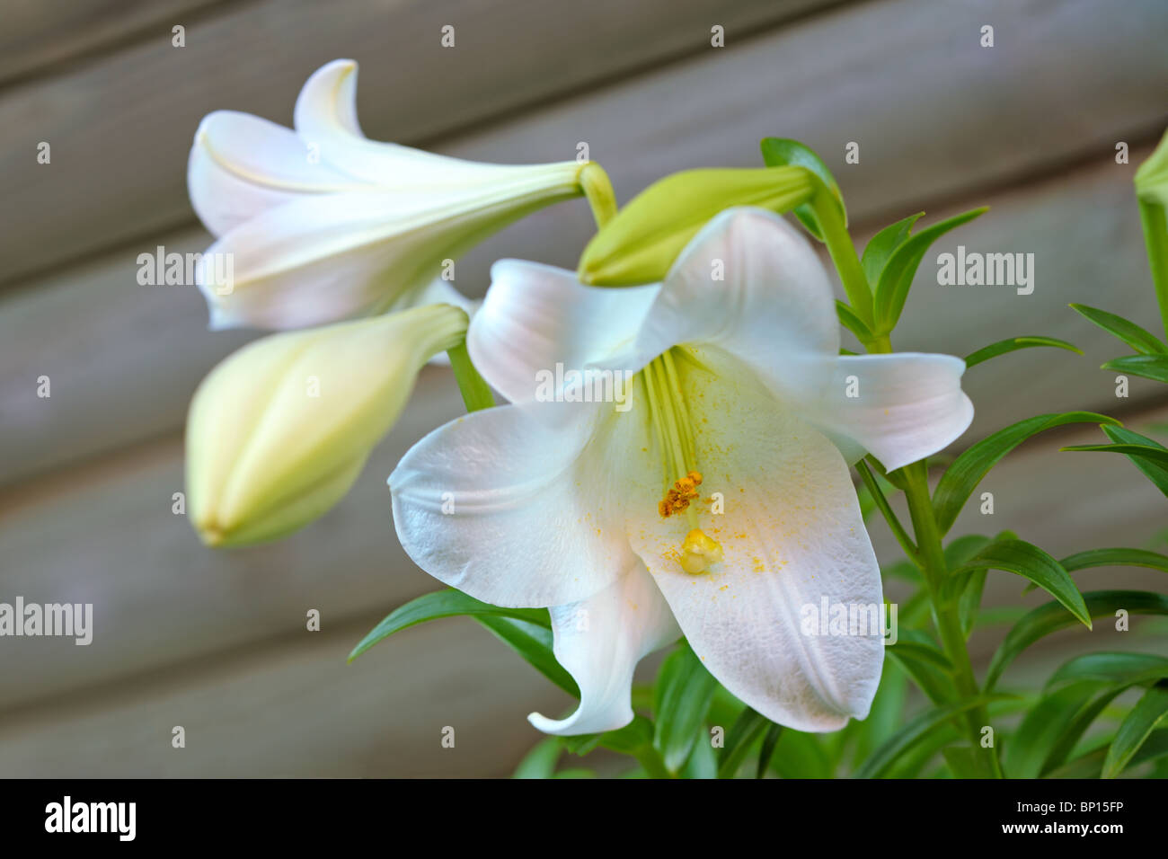 Easter Lily (lilium longiflorum) blooming Stock Photo