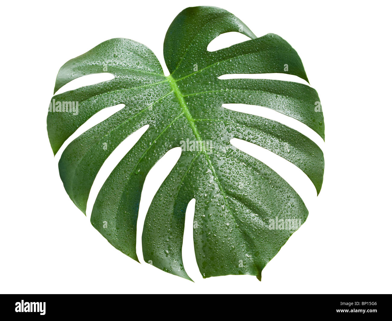 monstera leaf with water drops isolated on white background Stock Photo -  Alamy