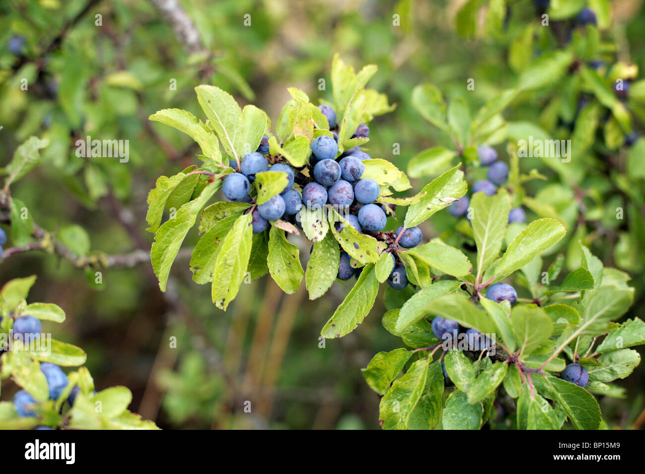Sloe berries on a bush, UK Stock Photo Alamy