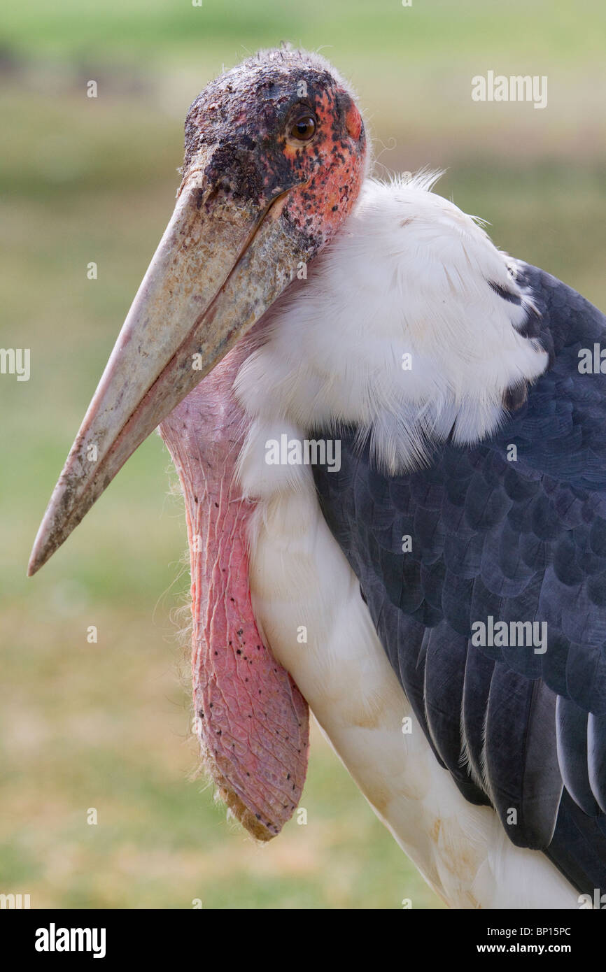 Marabou Stork (Leptoptilos crumeniferus) portrait, central Kenya Stock Photo