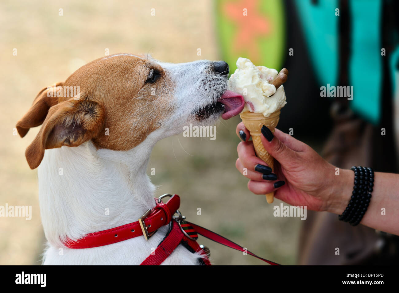 Parson Jack Russell Terrier licking an ice cream for dogs, made of soya milk, laced with treats and finished with a dog biscuit Stock Photo