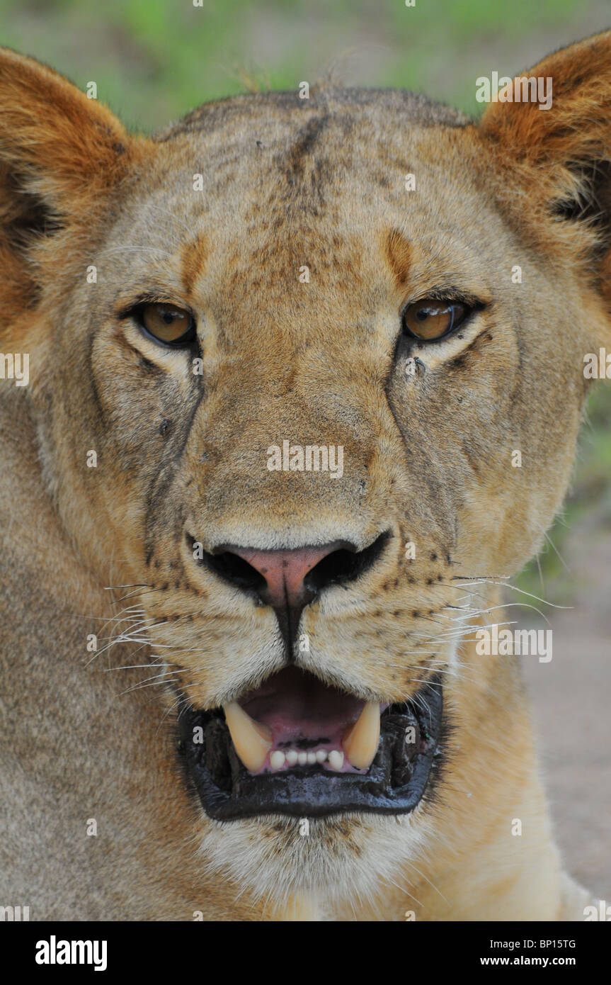 Male Lion portrait, no mane, mouth open, Selous Stock Photo Alamy