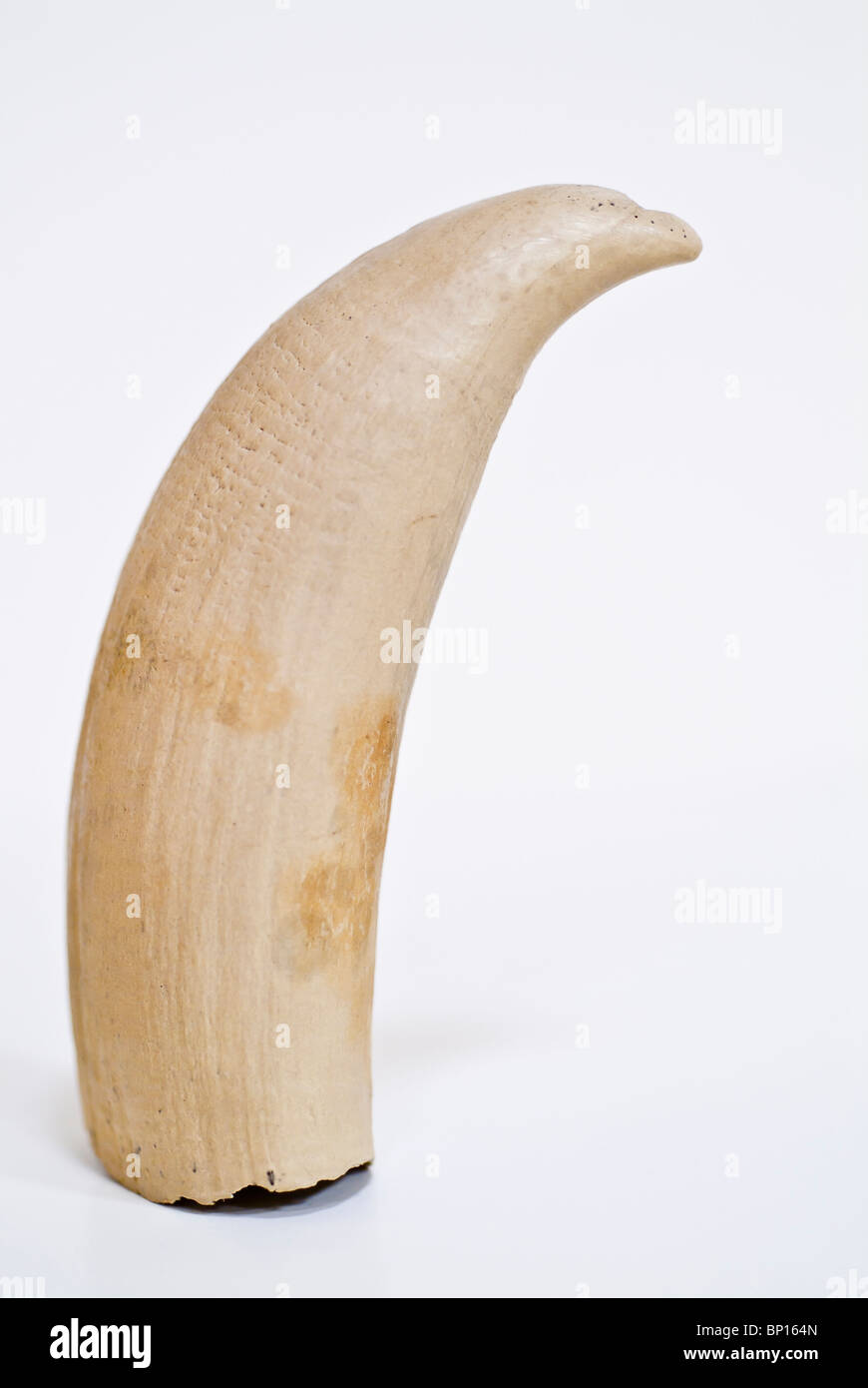 Killer whale or orca tooth, Orcinus orca, Tate Museum, Casper College