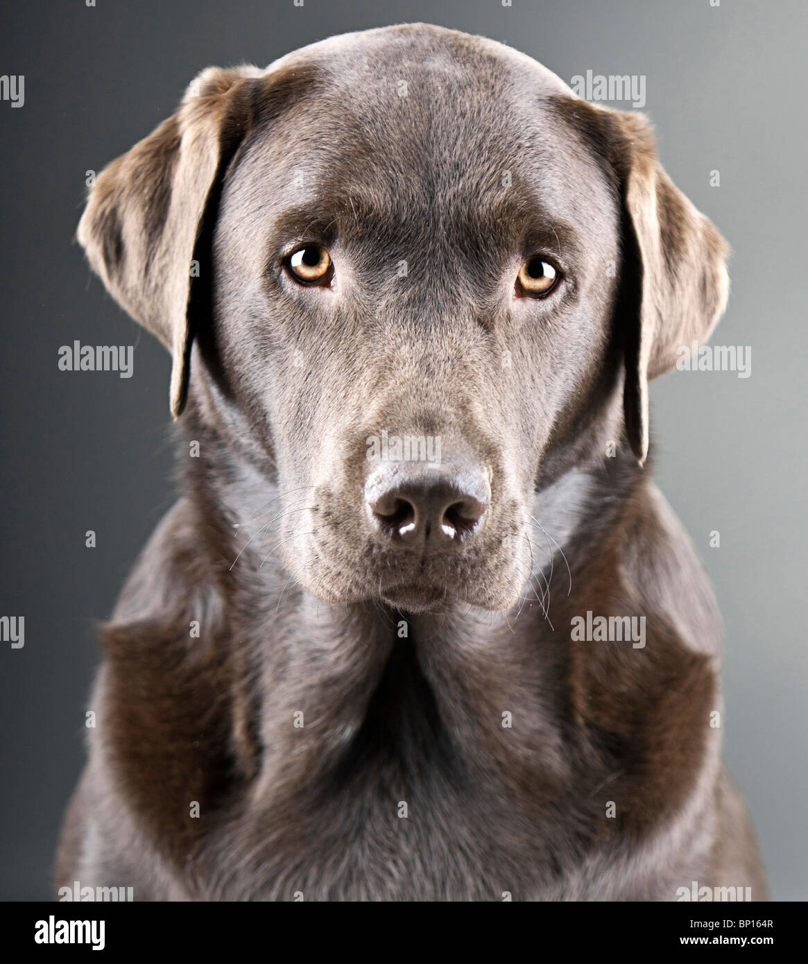 Labrador Look Labrador dog hi-res stock photography and images - Alamy