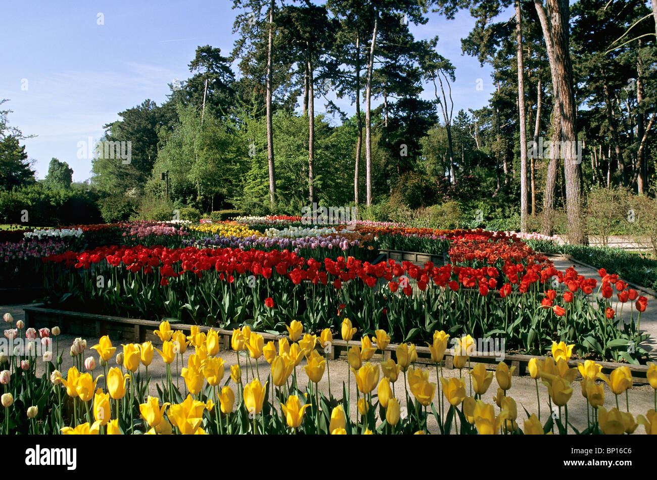 France, Paris, Bois de Vincennes, parc floral Stock Photo