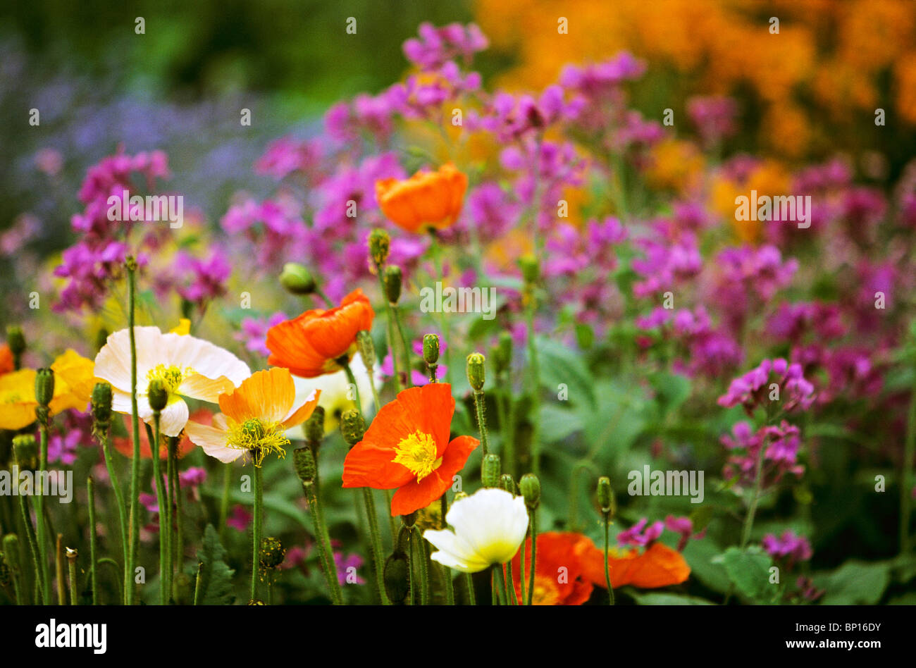Flowerbed Stock Photo