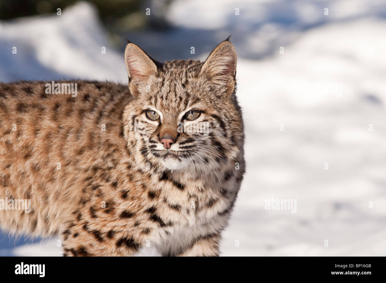 Bobcat, Felis rufus, in the snow, Montana, USA Stock Photo
