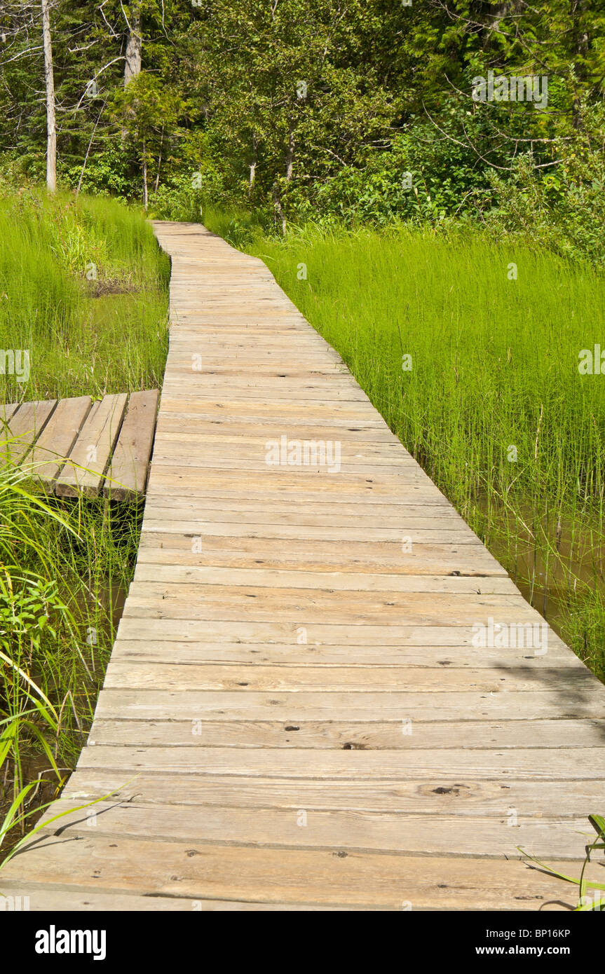 Skunk Cabbage Boardwalk Trail, Mount Revelstoke National Park, British