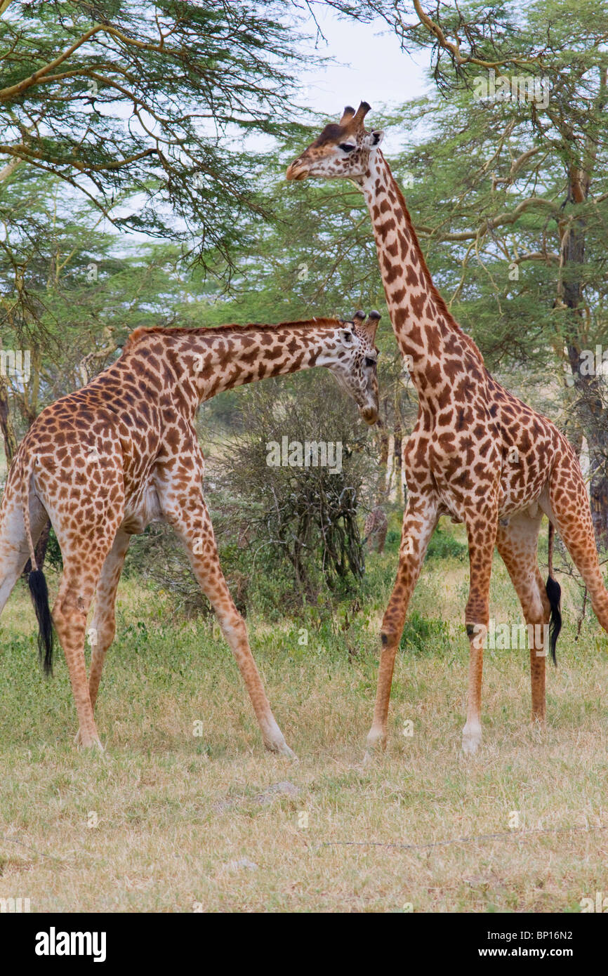 Giraffes playing, central Kenya Stock Photo