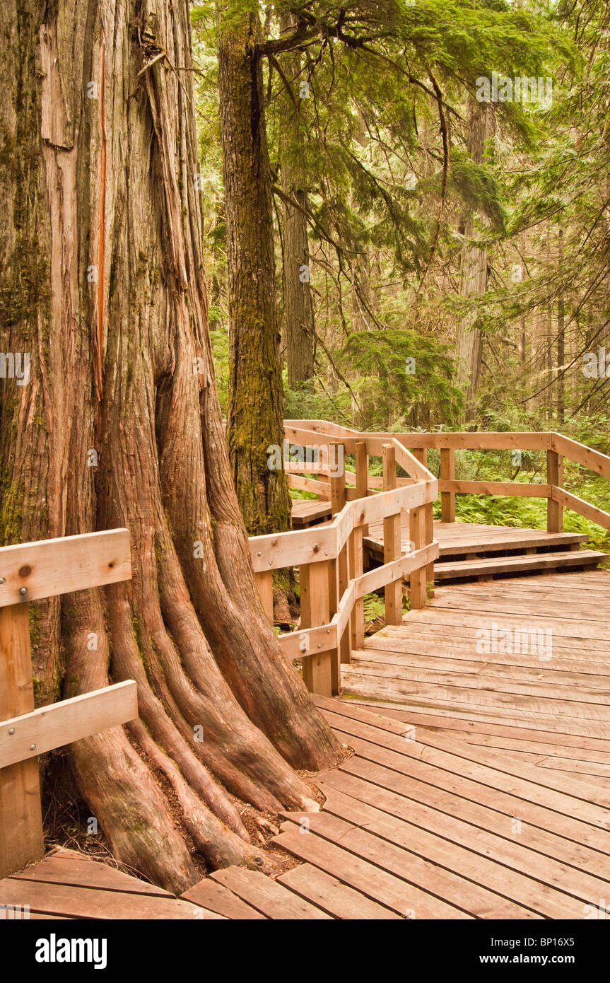 Western red cedar, Thuja plicata, Giant Cedars Boardwalk Trail, Mount Revelstoke National Park, British Columbia, Canada Stock Photo