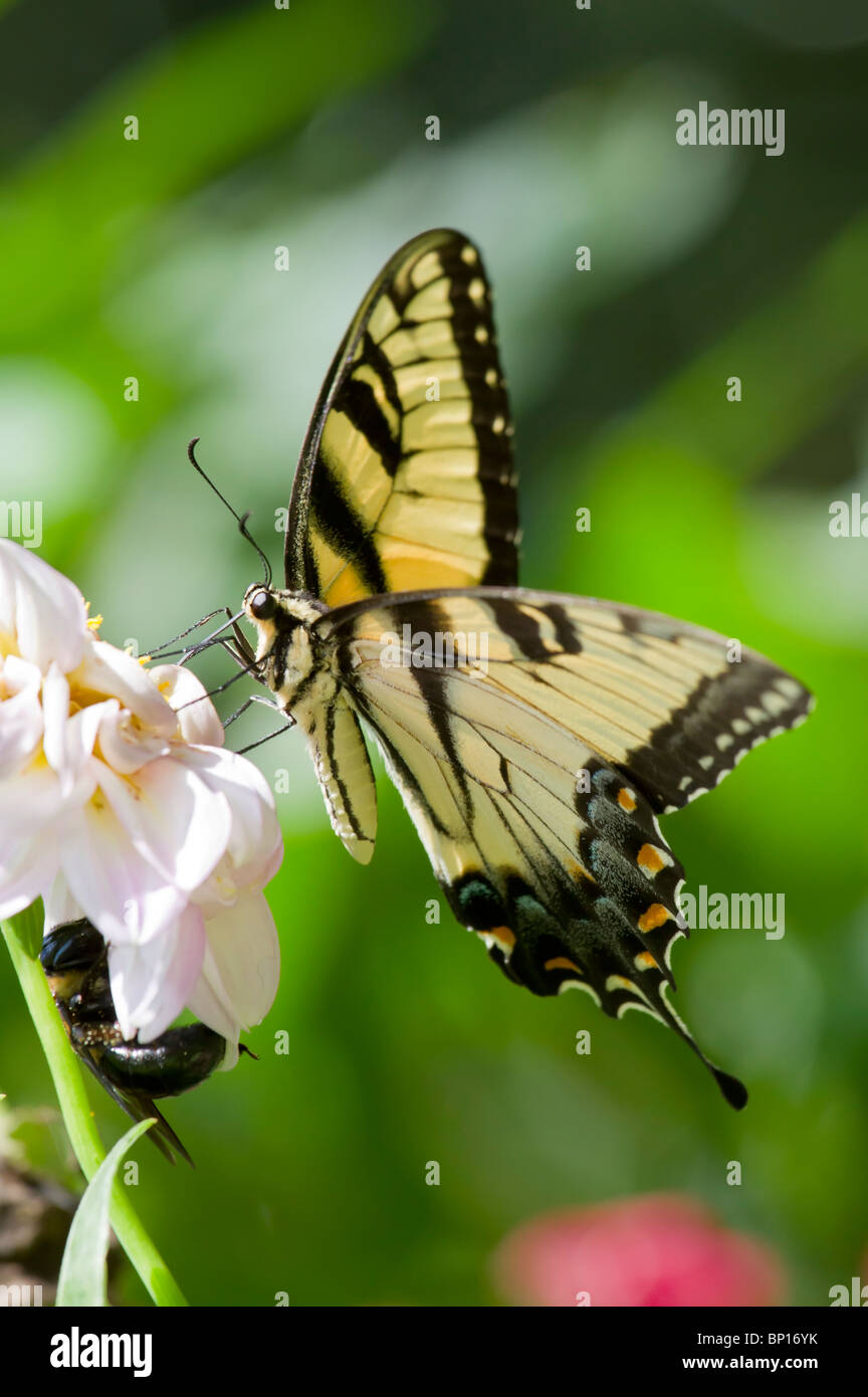 Eastern tiger swallowtail butterfly Stock Photo