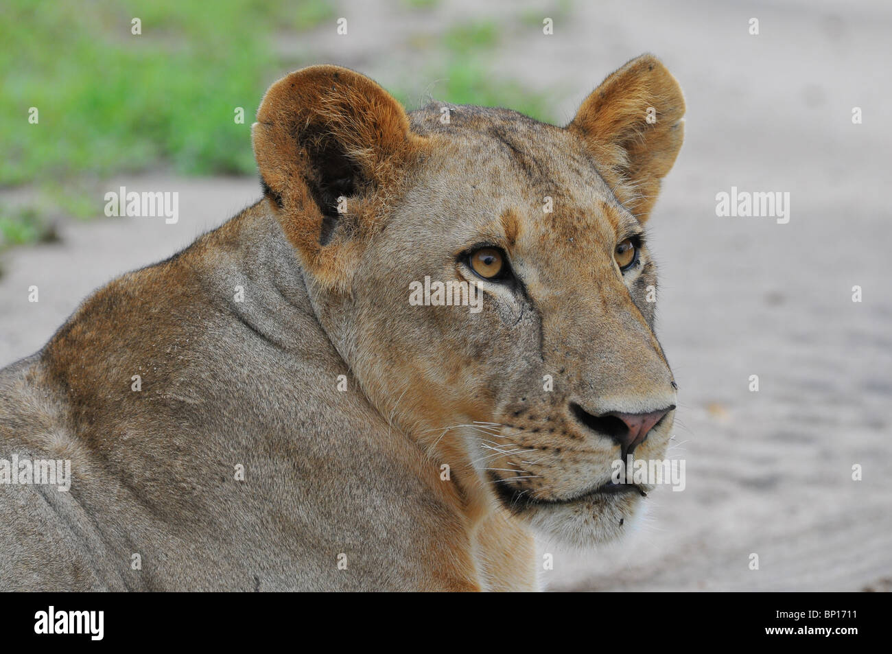 Male Lion Portrait, No Mane, Selous Stock Photo - Alamy