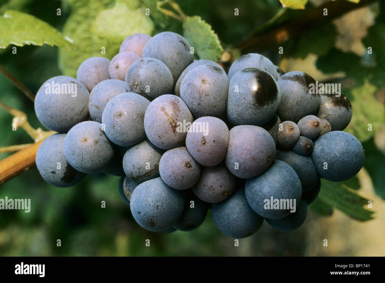 France, Champagne, grapes Stock Photo Alamy