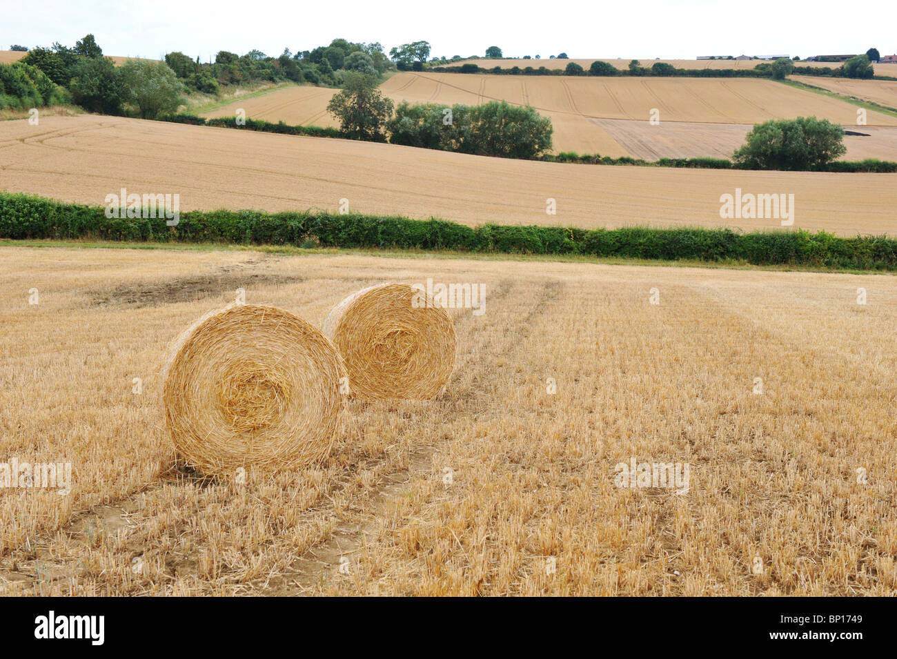 Bales of rolled hay waiting in the field to be collected for storage Stock Photo
