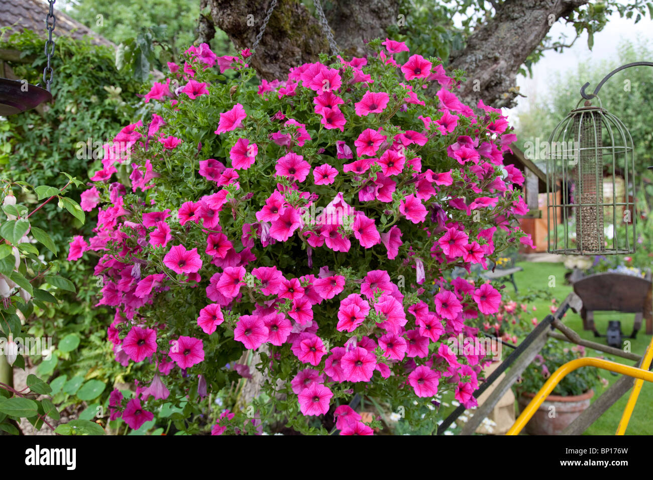 Colourful display of Petunias in garden of small bungalow Cheltenham UK Stock Photo