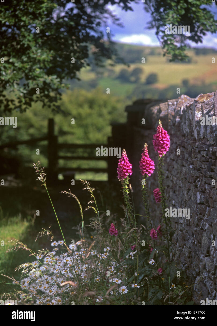 Foxgloves and stile / gate at St Illtyd's churchyard, Brynithel, near Llanhilleth, Blaenau Gwent, Valleys, South Wales, UK Stock Photo